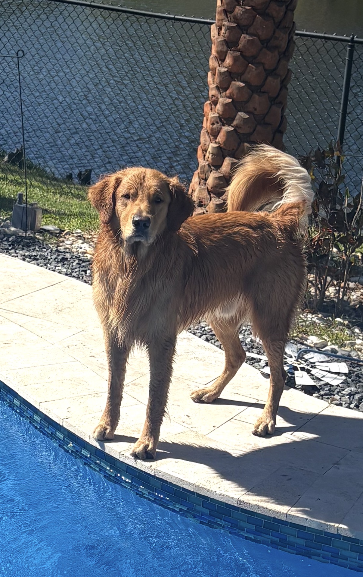Benny standing by the pool on a sunny Florida day